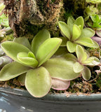 Pinguicula Razzberry Blonde - Tissue Culture, Large (12oz) Flask