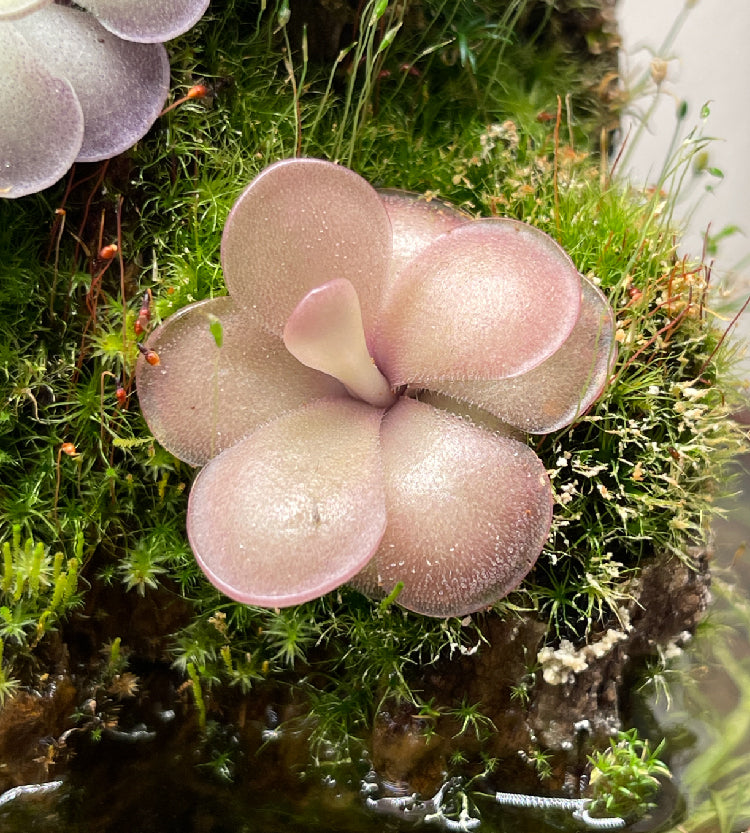 Pinguicula "Mehitable"- Tissue Culture Flask Large (12oz)