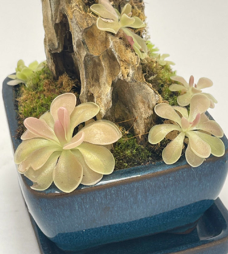 Pinguicula Fumiko - Tissue Culture, Small (5.5oz) Flask