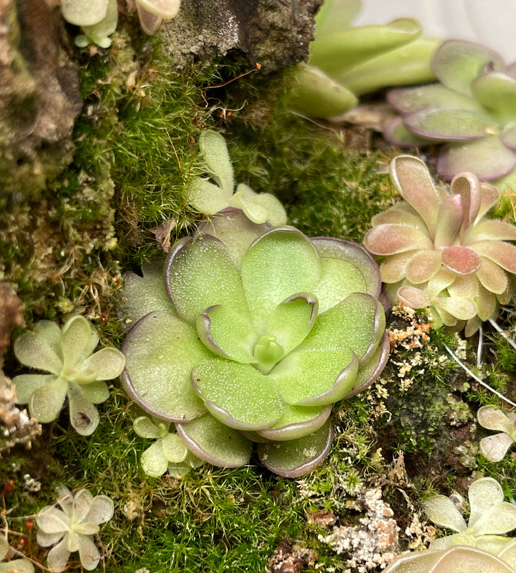 Pinguicula Leilani - Tissue Culture, Large (12oz) Flask
