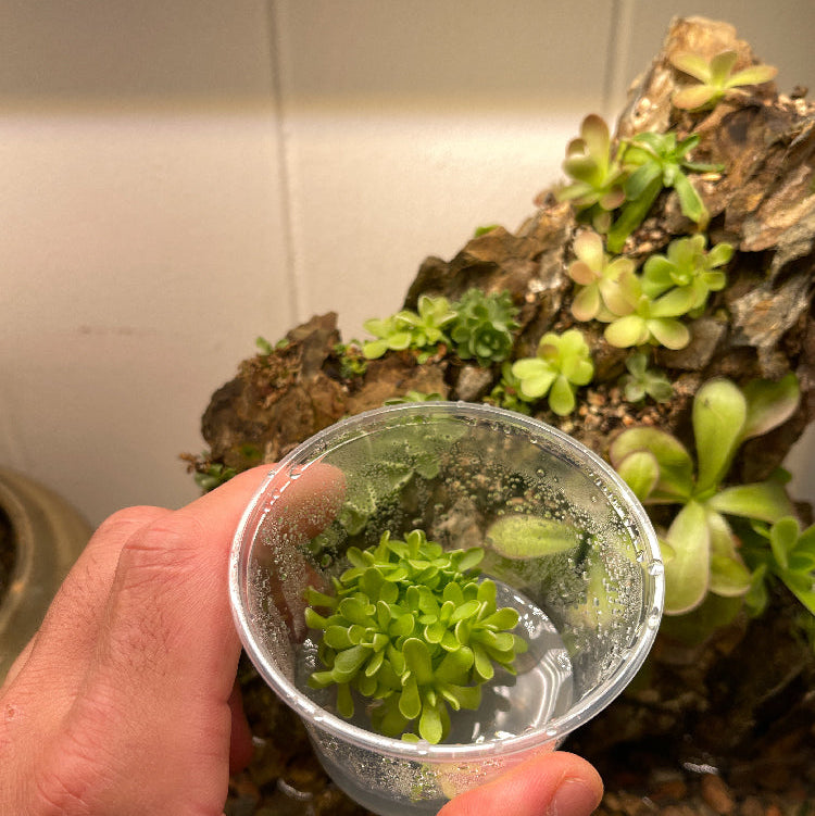 Pinguicula esseriana - Tissue Culture Flask, Small (5.5 oz)