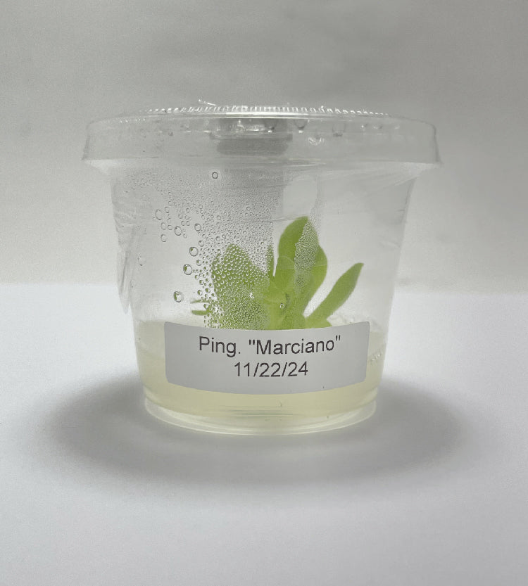Pinguicula Marciano - Tissue Culture, Small (5.5oz) Flask