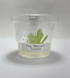 Pinguicula Marciano - Tissue Culture, Small (5.5oz) Flask