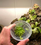 Pinguicula esseriana - Tissue Culture Flask, Small (5.5 oz)