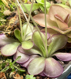 Pinguicula Moranensis molongo alba x Cyclosecta - Tissue Culture, Large (12oz) Flask