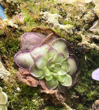 Pinguicula Leilani - Tissue Culture, Large (12oz) Flask