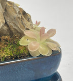 Pinguicula Fumiko - Tissue Culture, Small (5.5oz) Flask