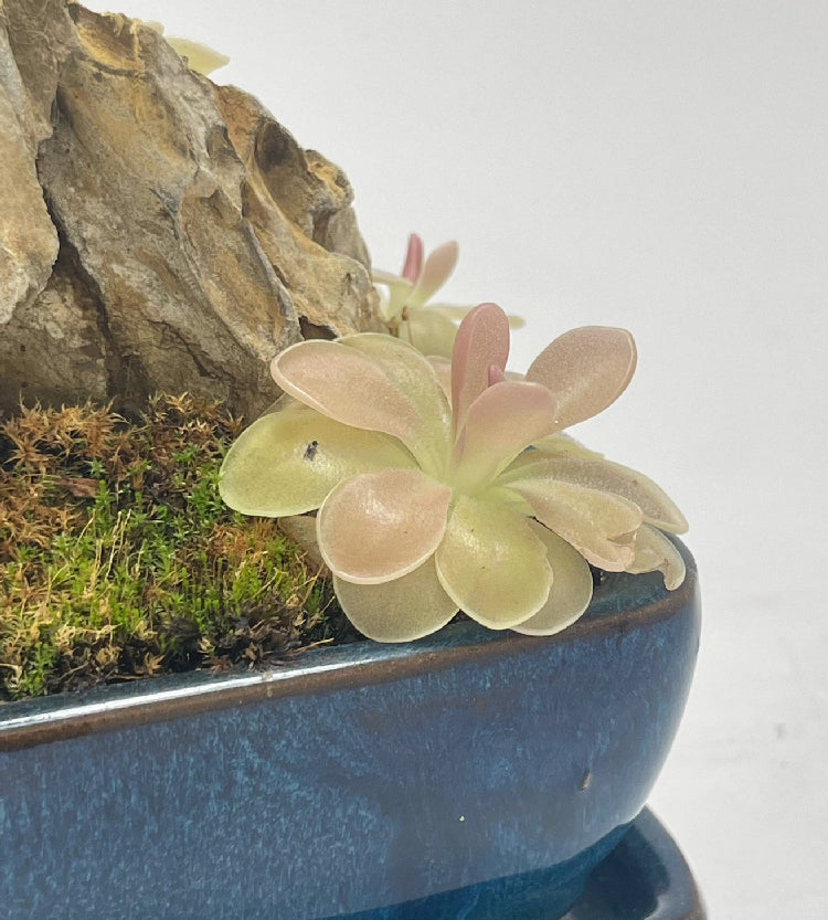 Pinguicula Fumiko - Tissue Culture, Small (5.5oz) Flask