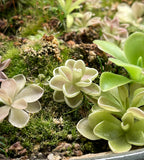Pinguicula Yucca DO 1713 - Plant Tissue Culture Large (12oz)