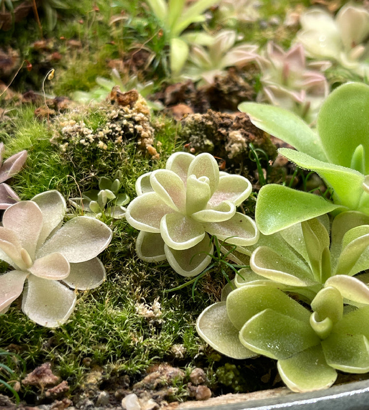 Pinguicula Yucca DO 1713 - Plant Tissue Culture Large (12oz)