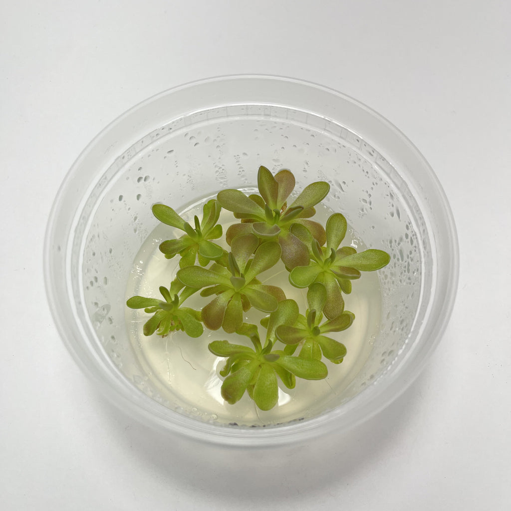 Pinguicula Fumiko - Tissue Culture, Small (5.5oz) Flask