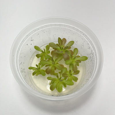 Pinguicula Fumiko - Tissue Culture, Small (5.5oz) Flask
