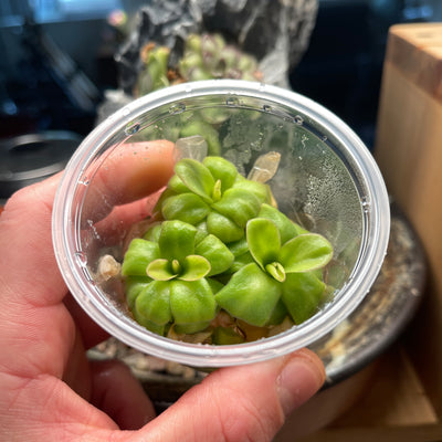 Pinguicula agnata Red Leaf - Tissue Culture, Small (5.5oz) Flask