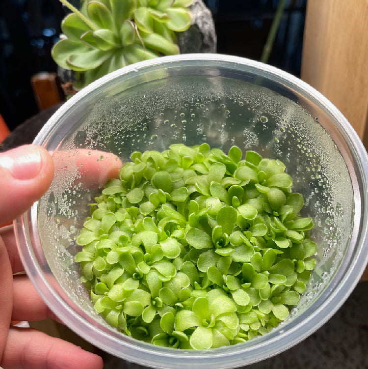 Pinguicula kondoi giant - Tissue Culture Flask, Large (12oz)