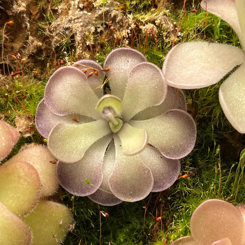 Pinguicula Cyclosecta