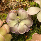 Pinguicula Cyclosecta