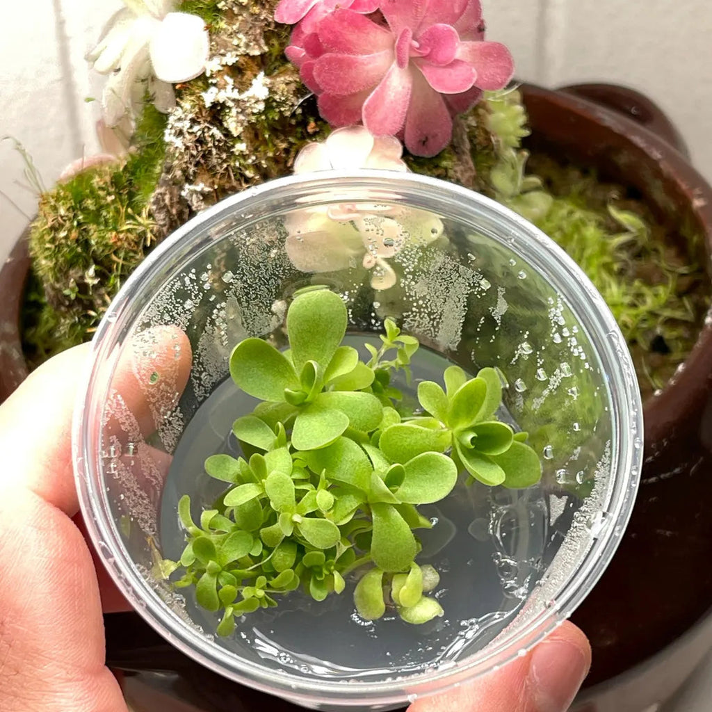 Pinguicula Johanna- Tissue Culture Flask Small (5.5oz)