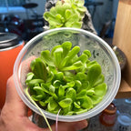 Pinguicula Leilani - Tissue Culture, Large (12oz) Flask