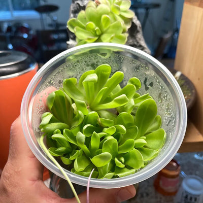 Pinguicula Leilani - Tissue Culture, Large (12oz) Flask