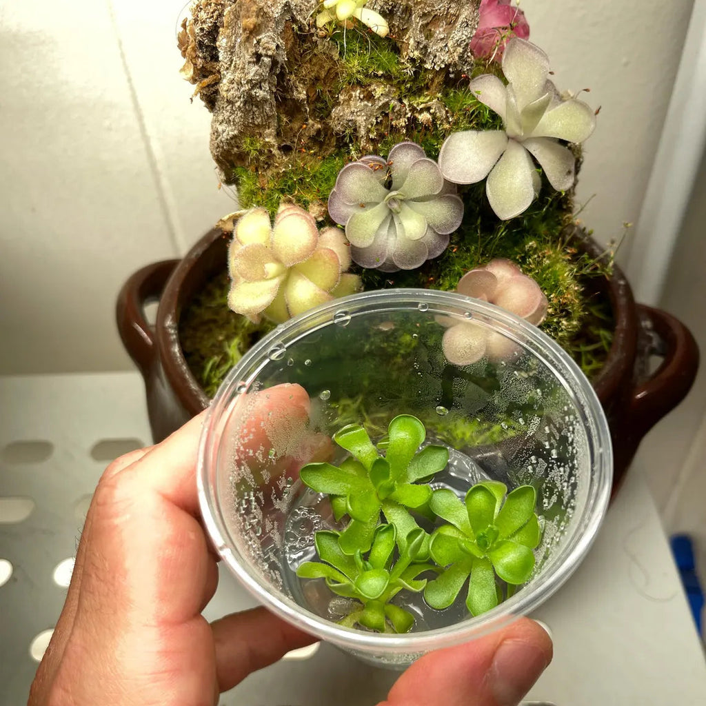 Pinguicula cyclosecta - Tissue Culture, Small (5.5oz) Flask
