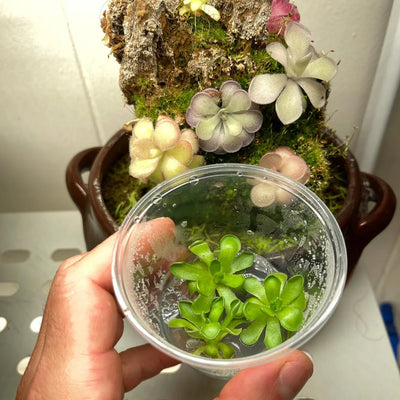 Pinguicula cyclosecta - Tissue Culture, Small (5.5oz) Flask