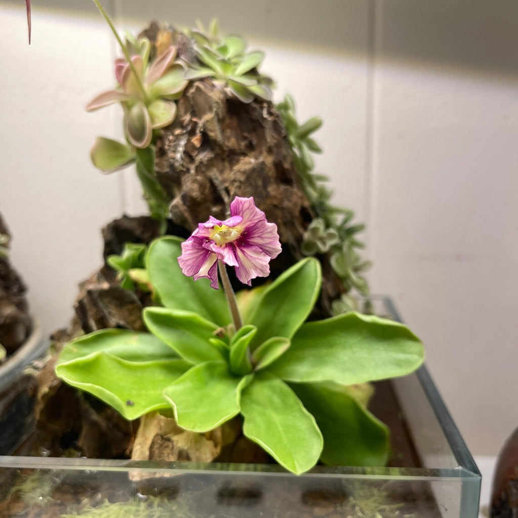 Pinguicula Razzberry Blonde