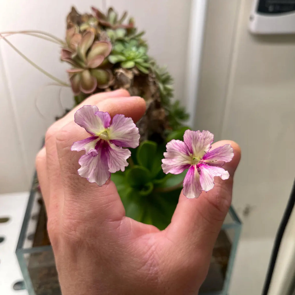 Pinguicula Razzberry Blonde - Tissue Culture, Large (12oz) Flask