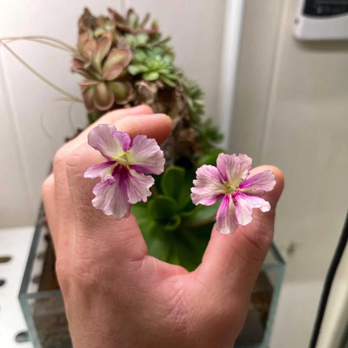 Pinguicula Razzberry Blonde - Tissue Culture, Large (12oz) Flask