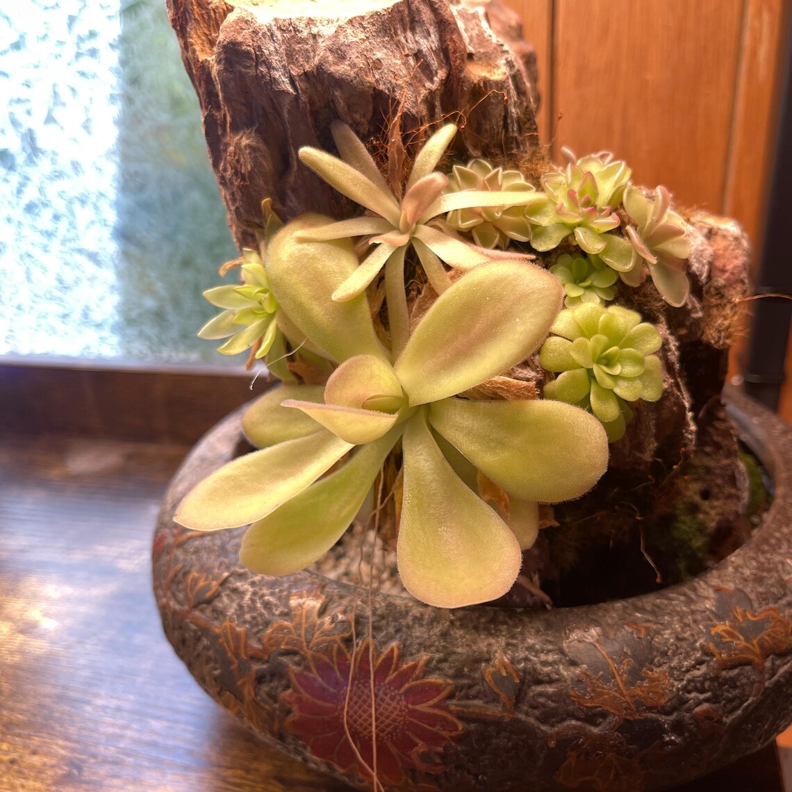 Pinguicula Agnata "Zimapan"- Tissue Culture Flask Small (5.5oz)