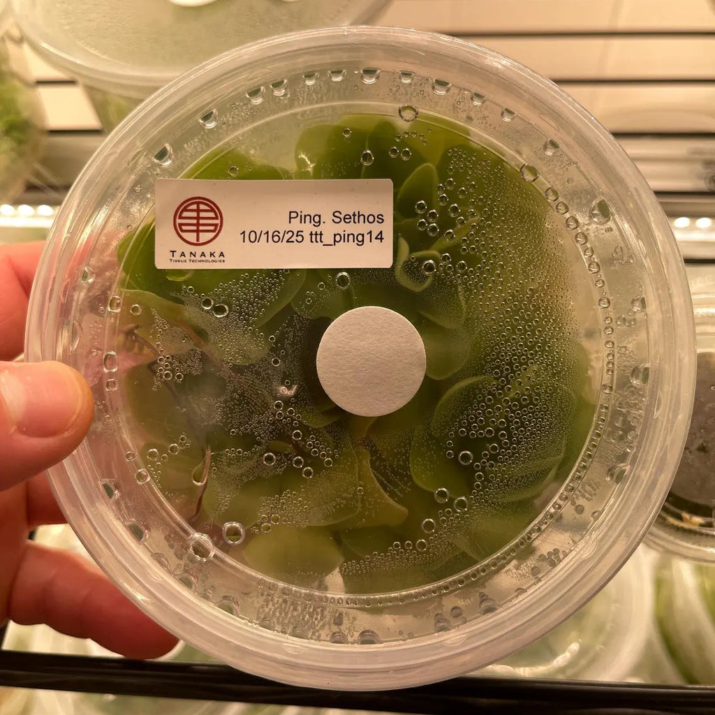Pinguicula Sethos - Tissue Culture Flask Large (12oz)