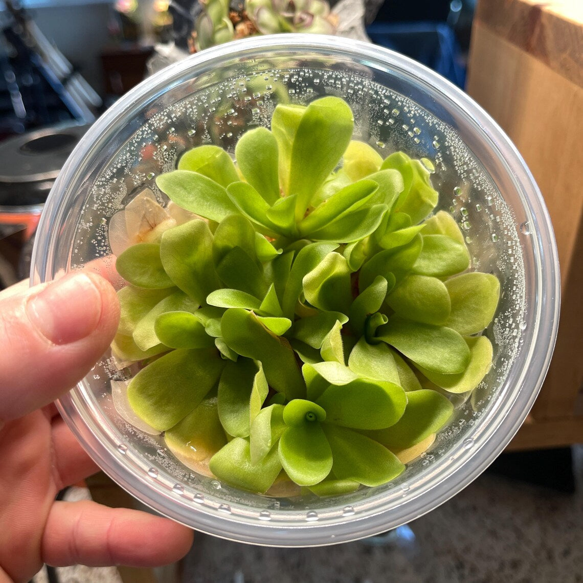 Pinguicula Agnata "Zimapan"- Tissue Culture Flask Large (12oz)