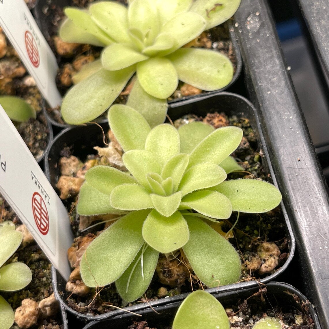 Pinguicula Ysi