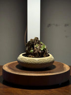 Mini Rock Display
