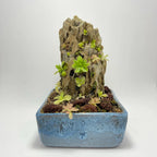Ishi-Ito Rock Display