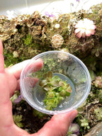 Variety Pack Pinguicula Tissue Culture (small, 5.5oz cup)