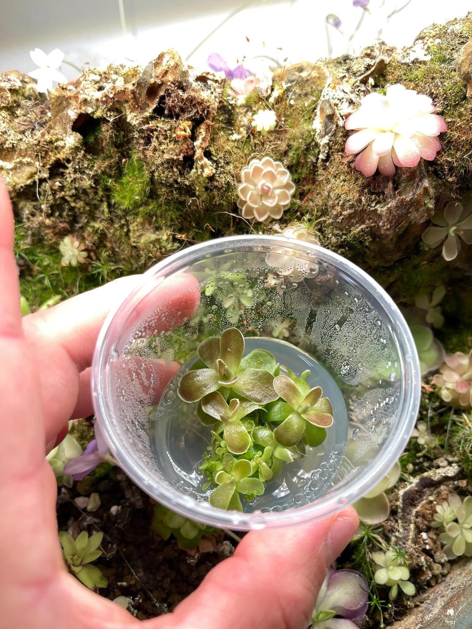Variety Pack Pinguicula Tissue Culture (small, 5.5oz cup)