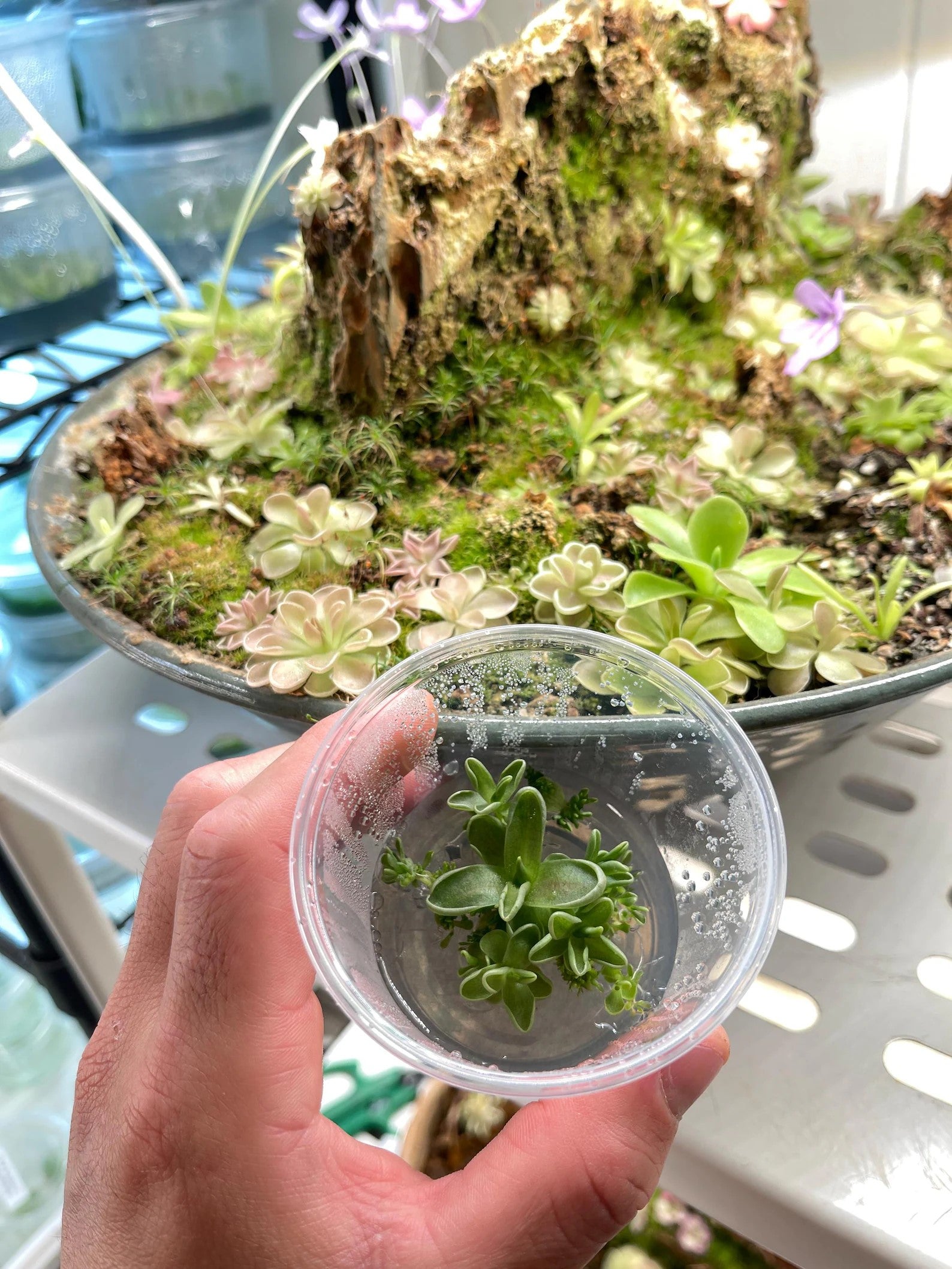 Variety Pack Pinguicula Tissue Culture (small, 5.5oz cup)