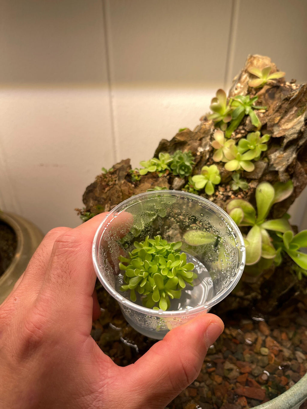 Variety Pack Pinguicula Tissue Culture (small, 5.5oz cup)
