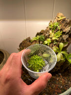 Variety Pack Pinguicula Tissue Culture (small, 5.5oz cup)
