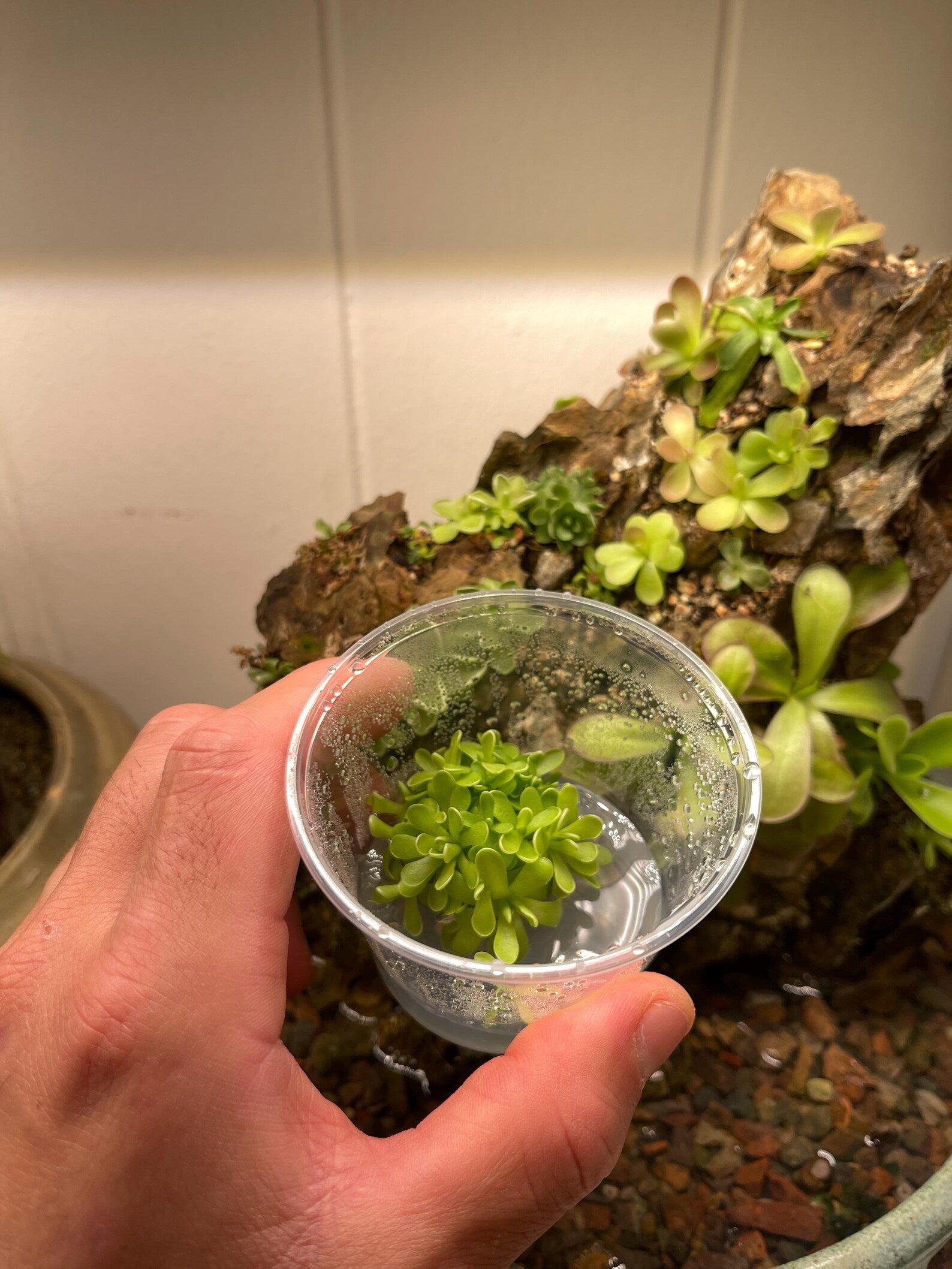 Variety Pack Pinguicula Tissue Culture (small, 5.5oz cup)