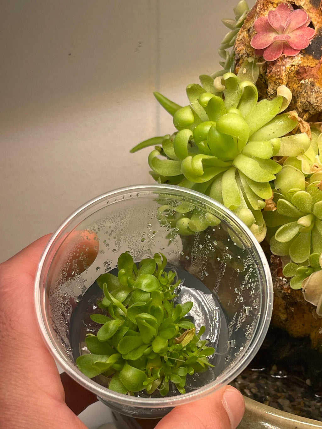 Variety Pack Pinguicula Tissue Culture (small, 5.5oz cup)