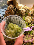 Variety Pack Pinguicula Tissue Culture (small, 5.5oz cup)