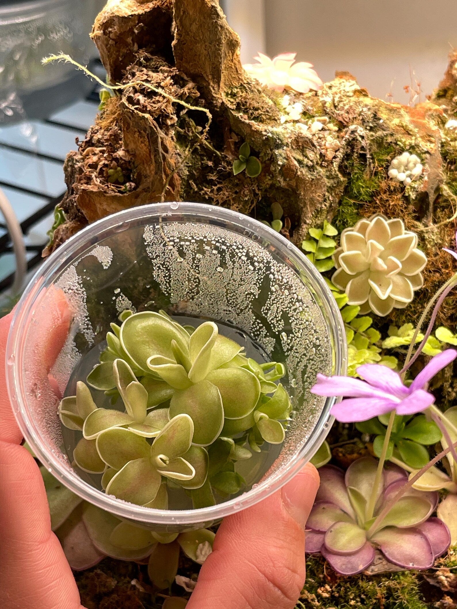 Variety Pack Pinguicula Tissue Culture (small, 5.5oz cup)