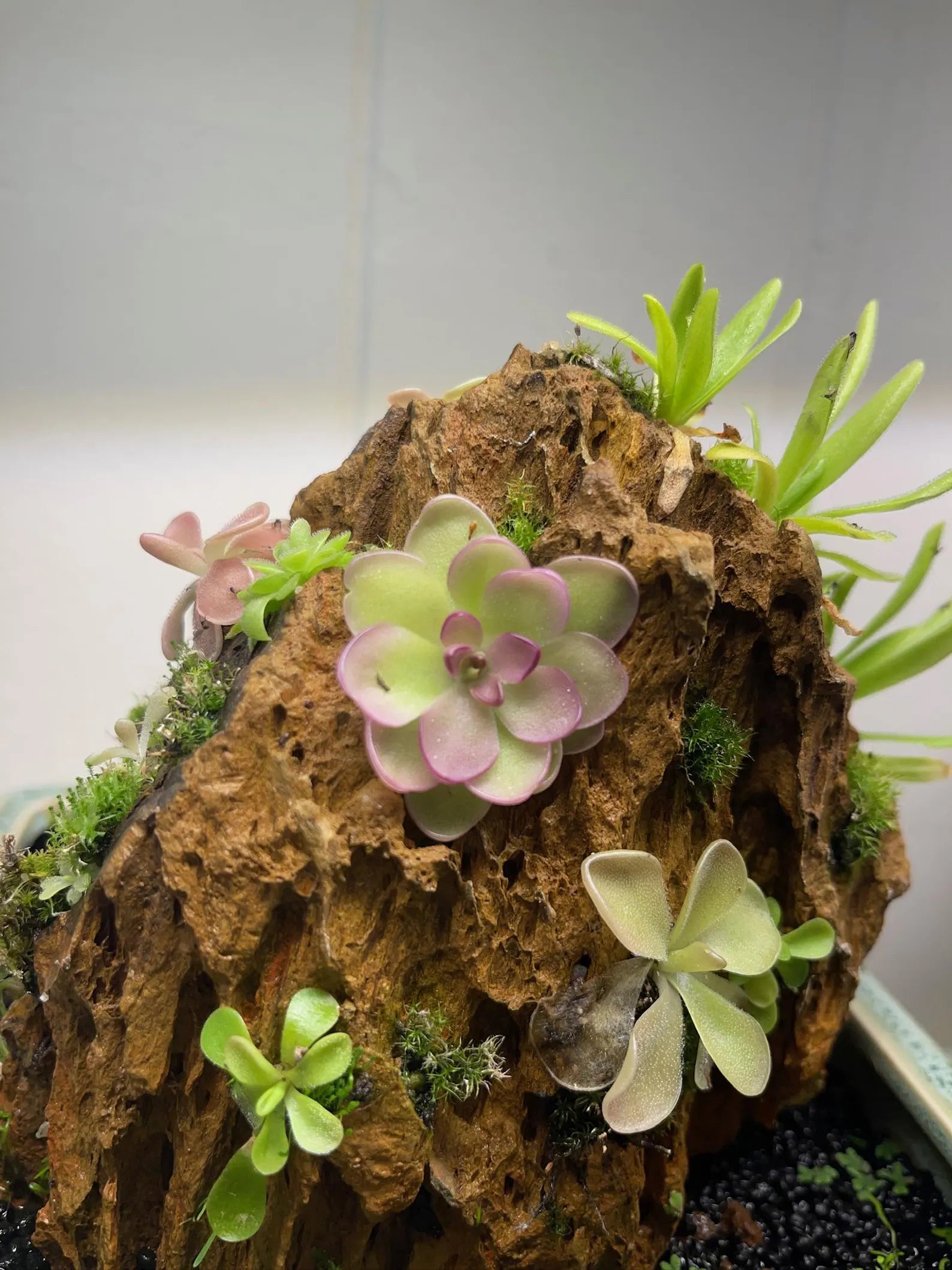 Ishi-Ito Rock Display