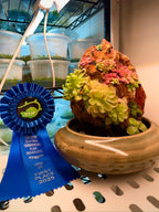 Ishi-Ito Rock Display