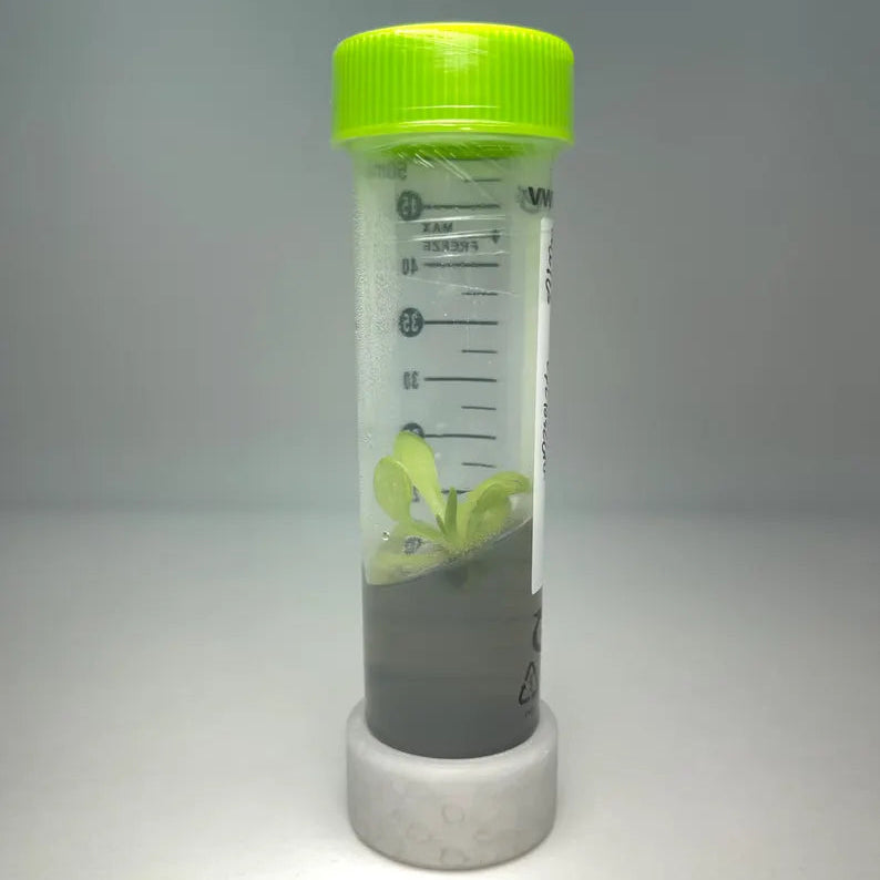 Pinguicula Tissue Culture Starter Culture