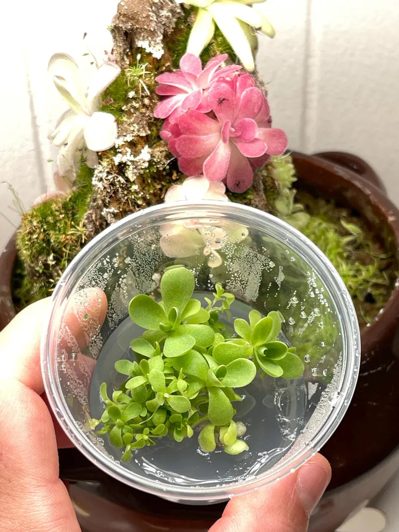 Variety Pack Pinguicula Tissue Culture (small, 5.5oz cup)