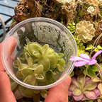 Pinguicula ehlersiae "Cotton Candy" Tissue Culture Flask Small (5.5oz)