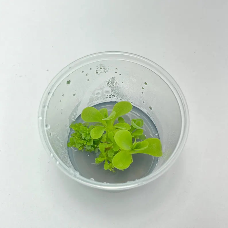 Pinguicula moranensis - Tissue Culture, Small (5.5oz) Flask