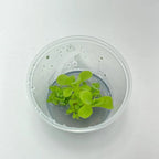 Pinguicula moranensis - Tissue Culture, Small (5.5oz) Flask